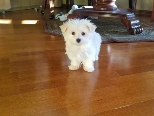 cuccioli maltesi toy | Foto 0
