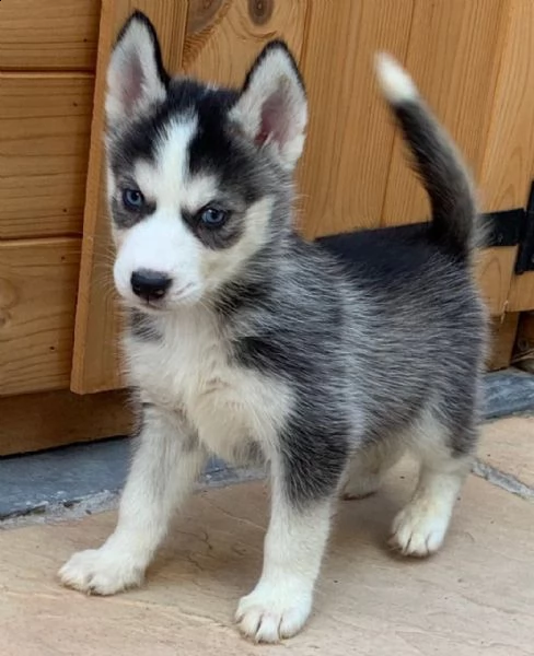 disponibili cuccioli di husky siberiano | Foto 1