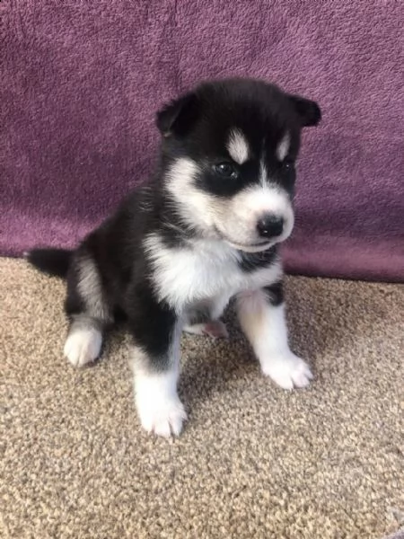 disponibili cuccioli di husky siberiano | Foto 0
