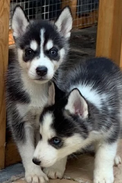 disponibili cuccioli di husky siberiano