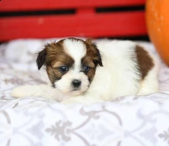 regalo cuccioli shih tzu