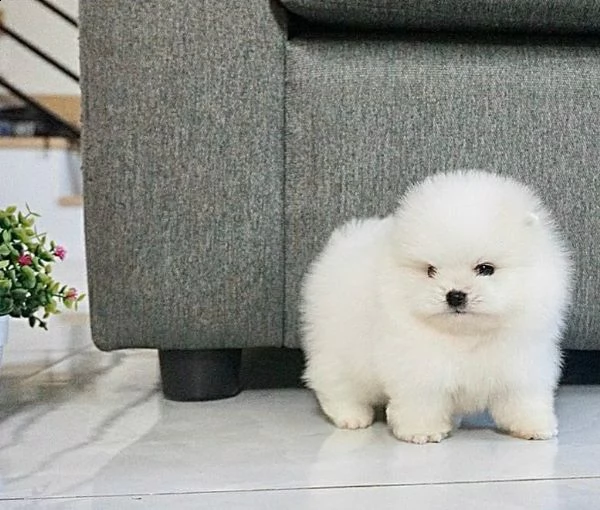 regalo volpino pomerania cuccioli