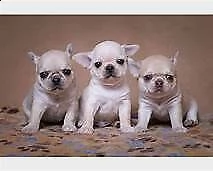cuccioli di chihuahua