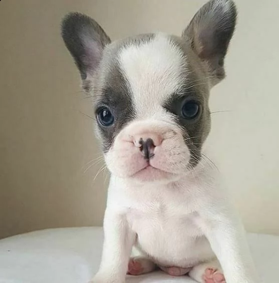 cuccioli di bulldog francese