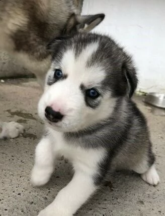 cuccioli di husky siberiano/