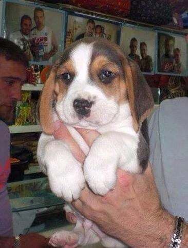 cuccioli di beagle../