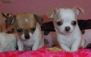 cuccioli di pincher chihuahua