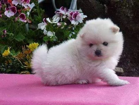 cucciolotti di volpino spitz pomerania