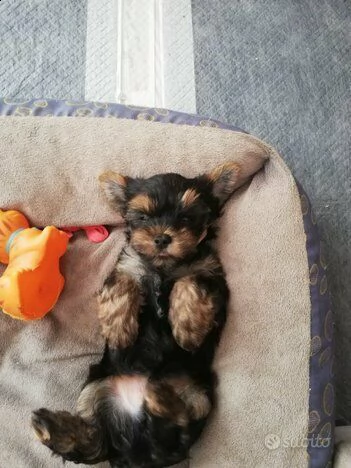 cuccioli di yorkshrie