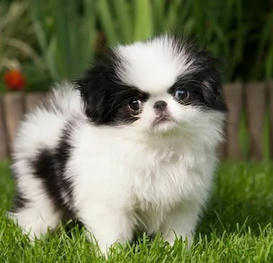cuccioli di shitzu
