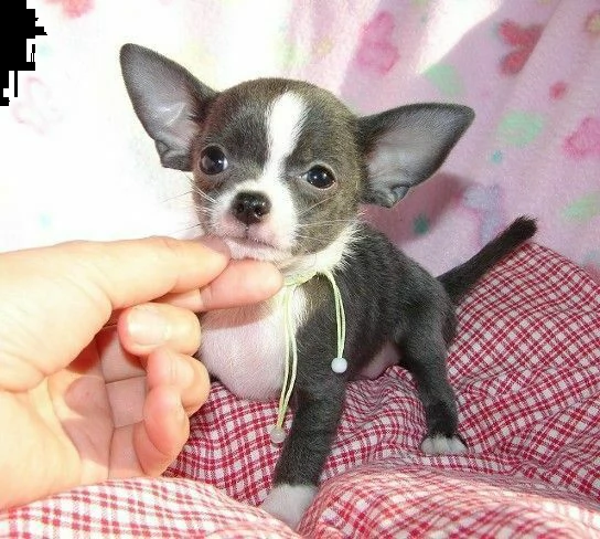 disponibili cuccioli chihuahua toy belli