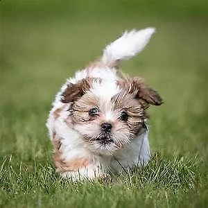 cucciolini di shitzu, di 90 giori