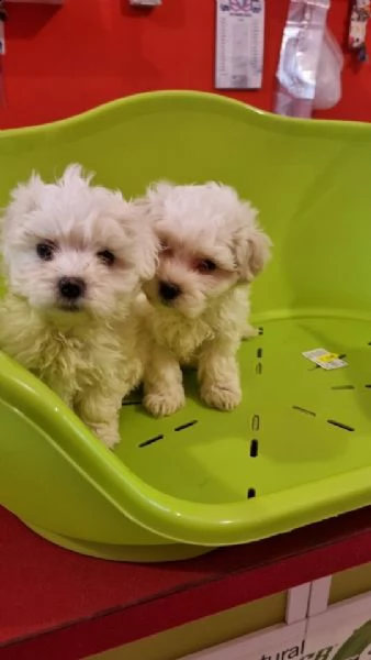 cuccioli di maltese hanno 3 mesi 
