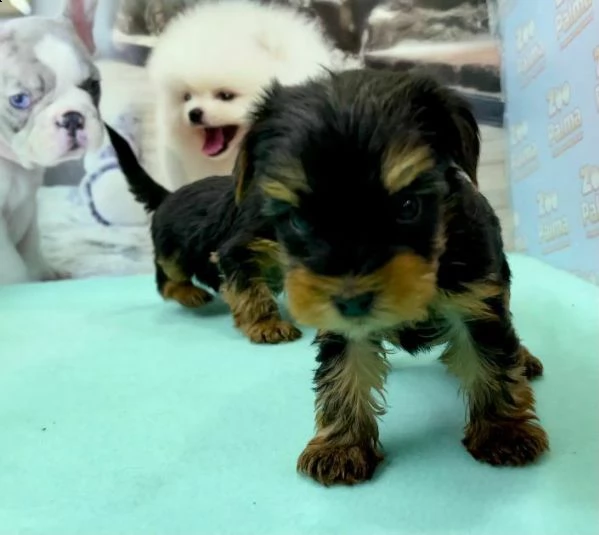 cuccioli di yorkshire toy