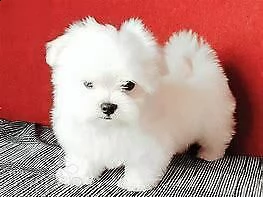 maltese mini toy 
