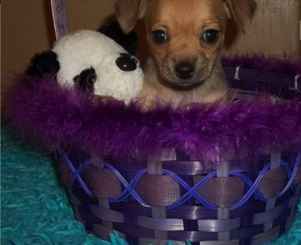 regalo chihuahua cuccioli meravigliosi 