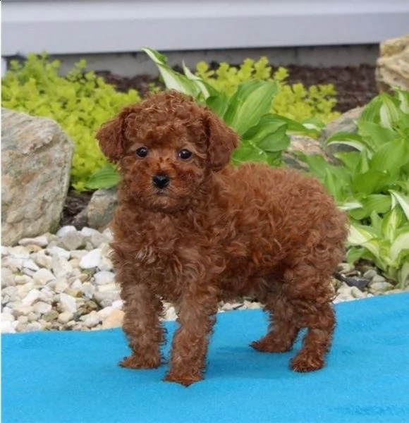  cuccioli di barboncino  femminucce e maschietti disponibili .