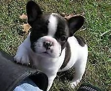 cuccioli di bulldog francese