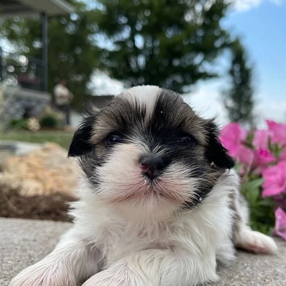 regalo bellissimi cuccioli allevati shih-tzu, colore bianco e nero.