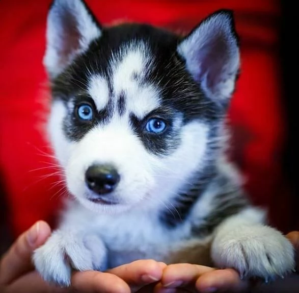 cuccioli di husky siberiano