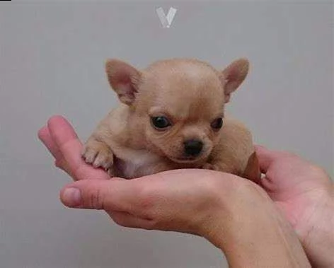 cuccioli di pincher chihuahua