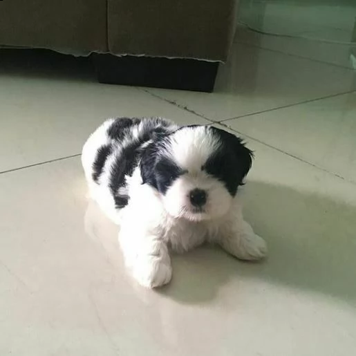 cuccioli di shitzu