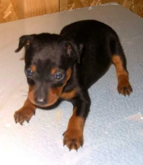 cuccioli di pincher chihuahua