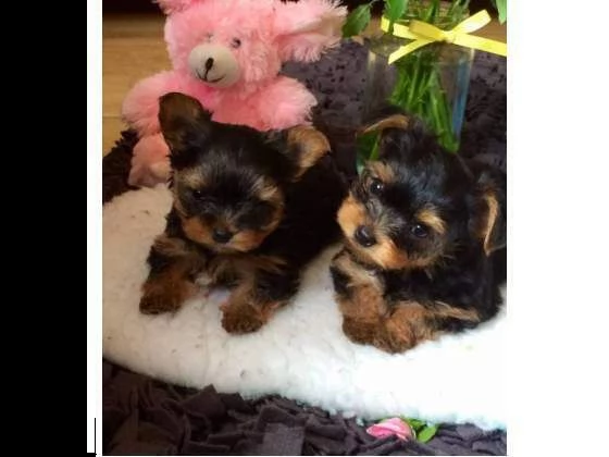 cuccioli di yorkshire./