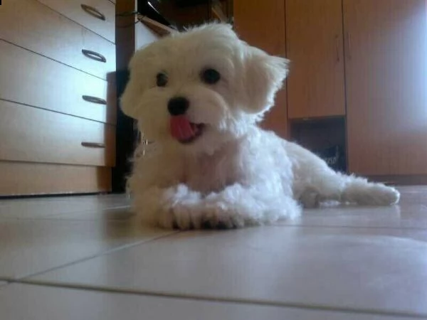 cuccioli di maltese toy