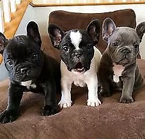 cucciolo di bull dog francese inteligentissimo bravissimo e perfettissimo 