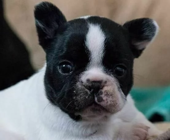 meravigliosi cuccioletti di bulldog francese, di due mesi e mezzo