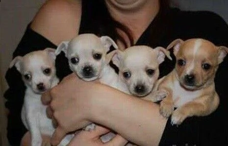 chihuahua taglia classica