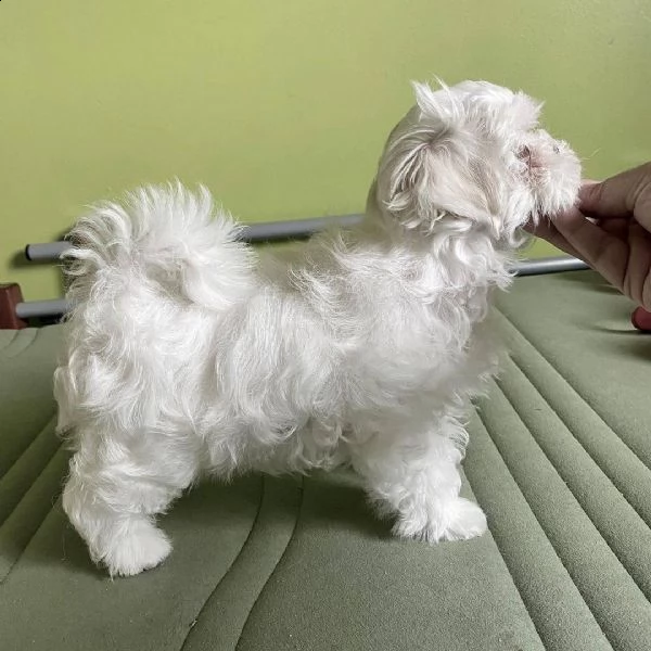 cuccioli di maltese taglia toy | Foto 0