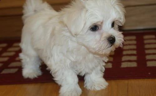 cuccioli di maltese mini toy | Foto 0