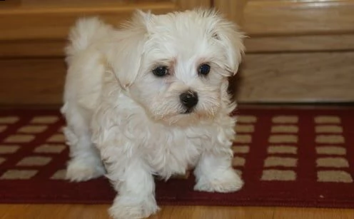cuccioli di maltese mini toy