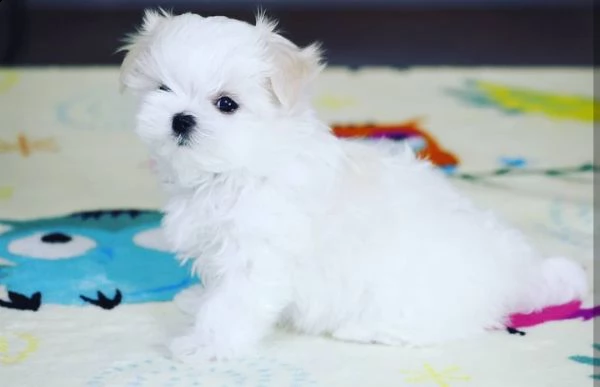 cuccioli di maltese 