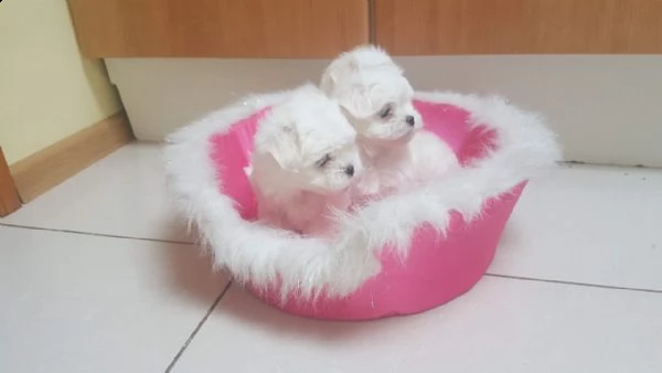 maltese toy bianco (maschio e femmina)