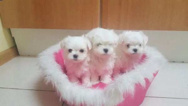 maltese toy bianco (maschio e femmina) | Foto 0