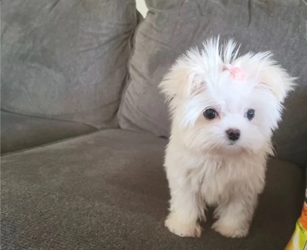  regalo maltese cuccioli meravigliosi ! 