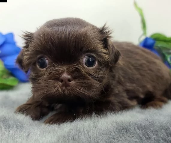 regalo cuccioli shih tzu