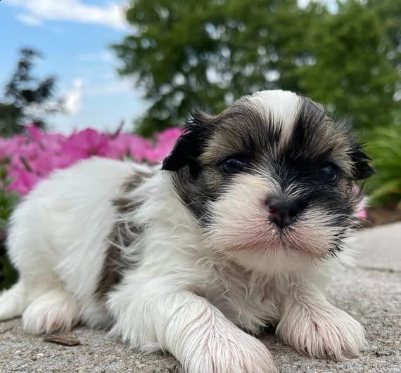  regalo cuccioli di shitzu