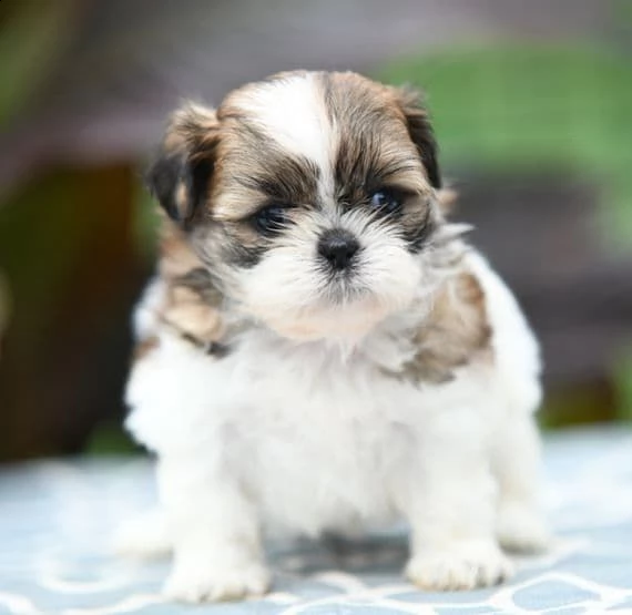 regalo bellissimi cuccioli allevati shih-tzu