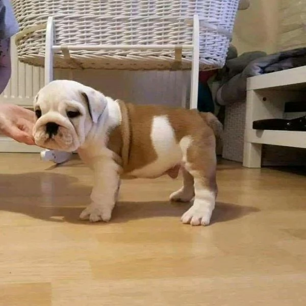 regalo bulldog cuccioli disponible