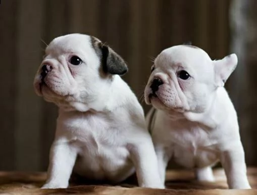 cuccioli di bulldog inglese