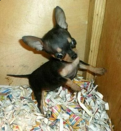 cucciolo di chihuahua mini