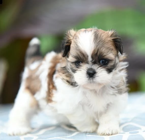 regalo cuccioli shih tzu