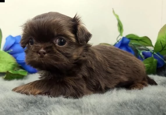 regalo cuccioli di shitzu