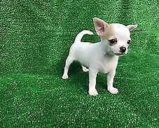 cucciolini di chihuahua, di tre mesi/