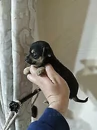 cucciolotti di pincher chihuahua, di 90 giorni