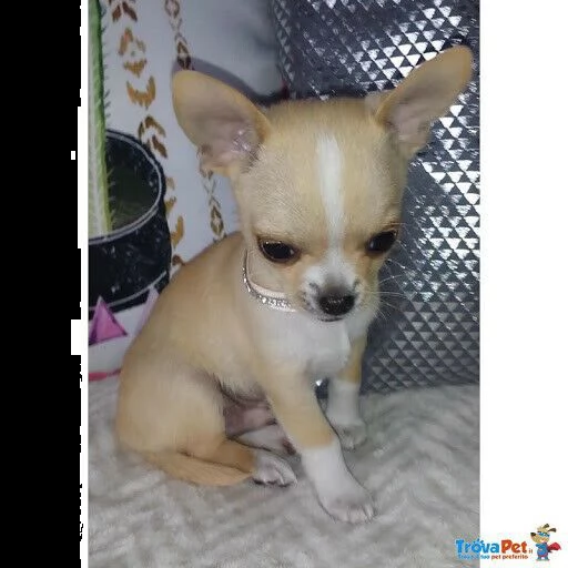 cuccioli di chihuahua